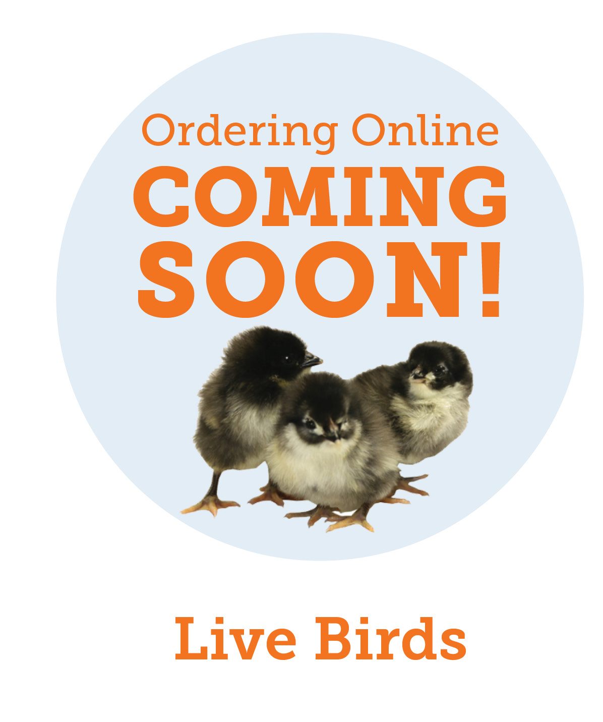 Essentials, Live Birds Coming Soon, Opens in new window.